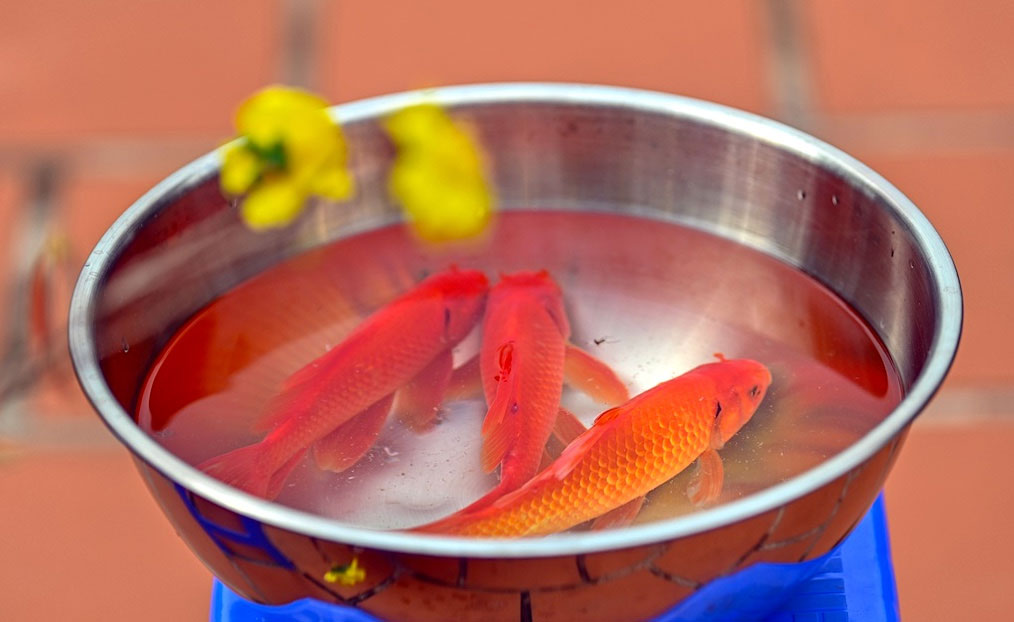 Cá chép cúng Ông Công Ông Táo có độ lớn vừa phải, giàu sức sống